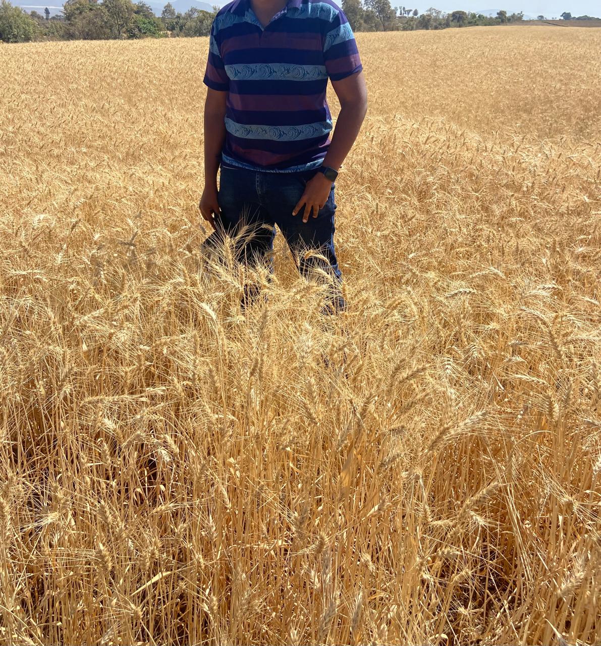 A man standing in a mature golden wheat field.