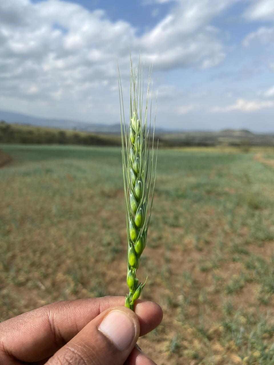 A close-up of a green wheat head held in front of the field.