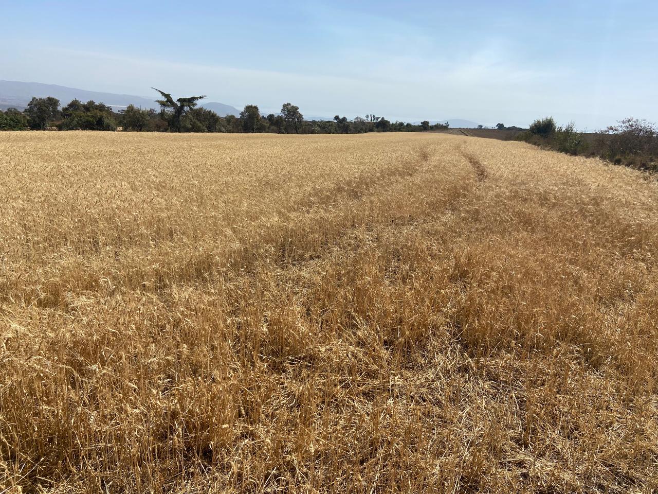 A golden wheat field stretching toward distant Rift Valley hills.